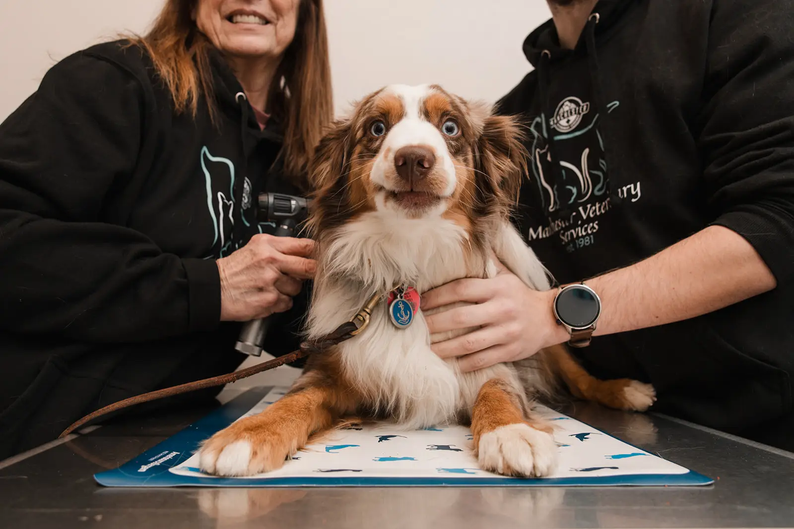 An australian shepherd lies on an exam table, surrounded by veterinary staff, during an exam in Mancheter, MD.