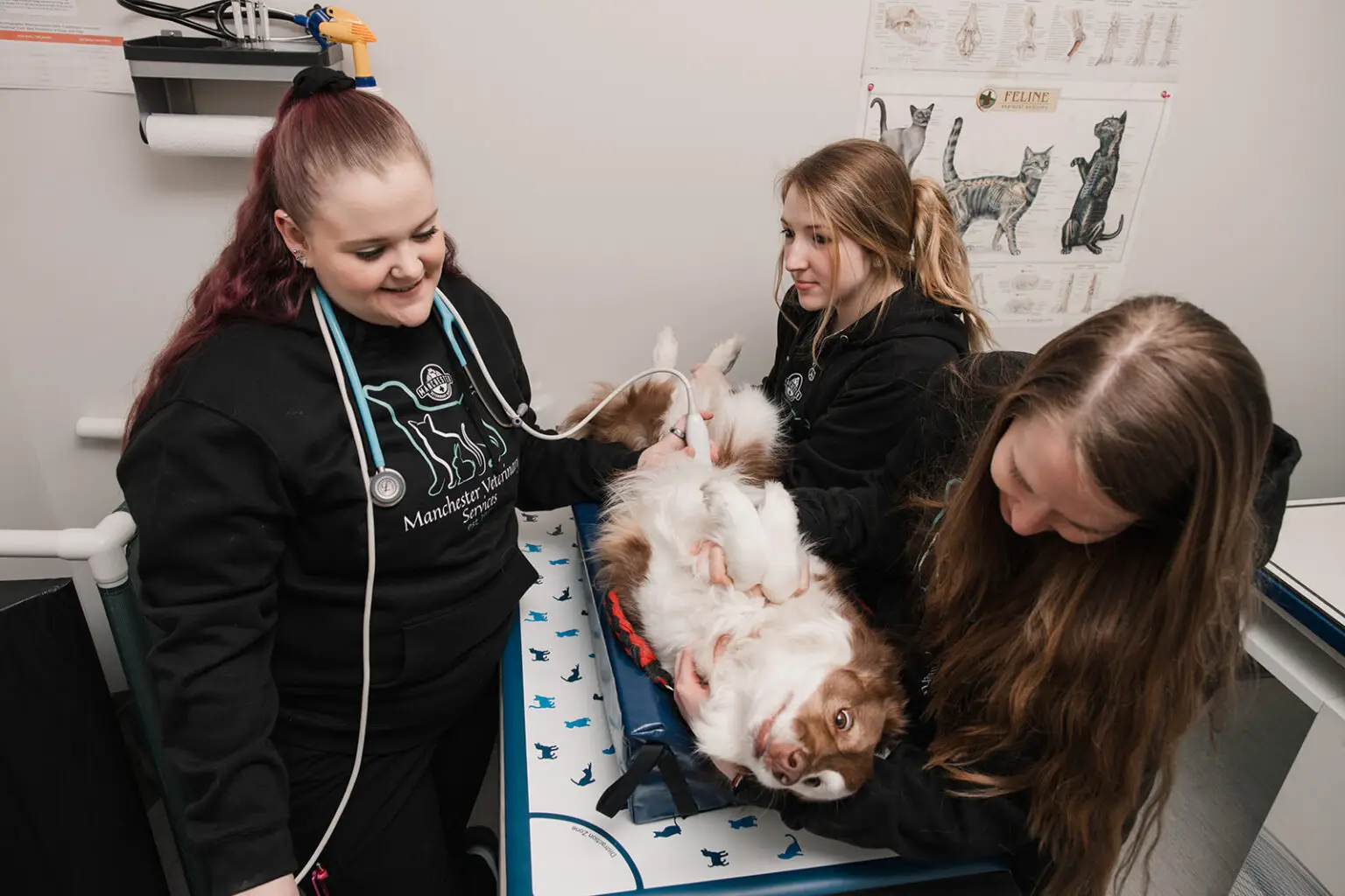 Veterinary staff work together to perform an ultrasound on an australian shepherd at Manchester Veterinary Services.