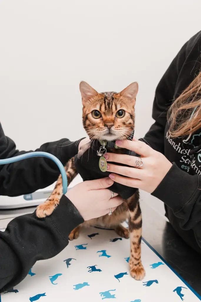 A bengal cat is examined by veterinary staff at Manchester Veterinary Services