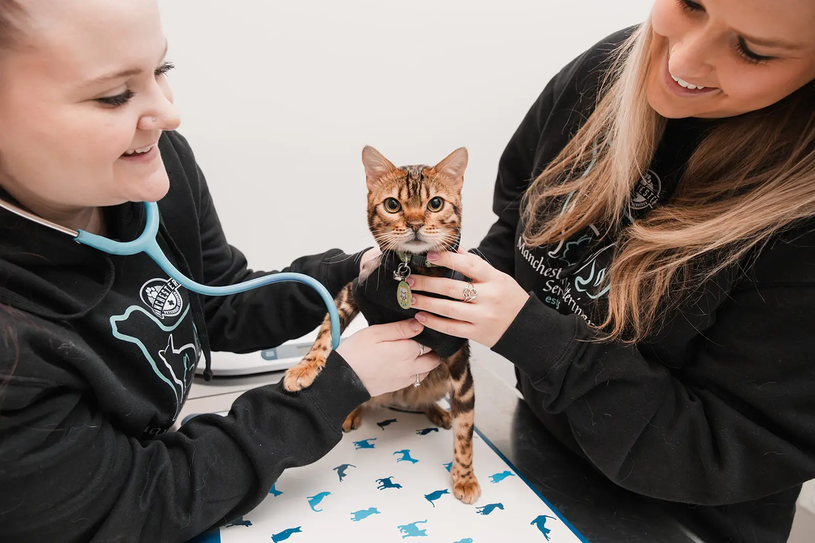 A bengal cat is examined by veterinary staff at Manchester Veterinary Services