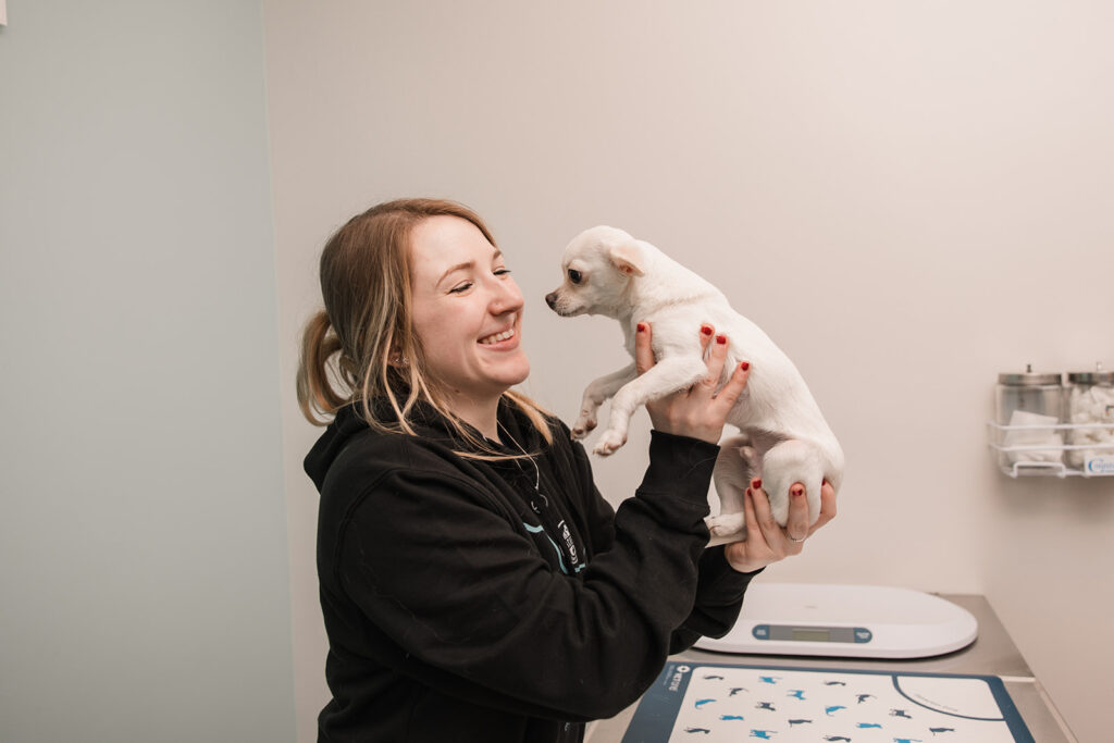 A chihuahua is held up by veterinary staff member at Manchester Veterinary Services.
