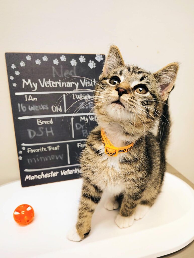 A kitten stands on an exam table in front of a chalk board during exam at Manchester Veterinary Services.